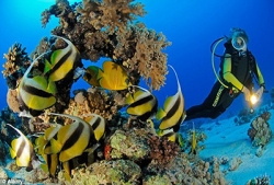 Excursión a Ras Mohammed de Marina Sharm El Sheikh
